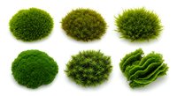 Collection of realistic green moss specimens isolated on white background for natural design elements and botanical projects.