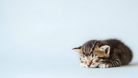 Adorable tabby kitten sleeping peacefully on white background, perfect for pet care, veterinary, and animal welfare marketing materials.