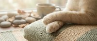 Relaxed cat paws resting on cozy knit blanket with warm beverage and stones nearby, conveying comfort and wellness for lifestyle and home decor projects.