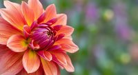 Vibrant orange and pink dahlia flower in full bloom with layered petals and yellow center against soft blurred garden background for floral design projects.