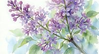 Watercolor lilac branch with purple blooms and green leaves on white background. Spring floral botanical illustration for greeting cards and decor.