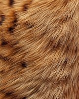 Close-up of natural red fox fur texture showing detailed hair strands and warm orange brown coloring for wildlife and nature backgrounds.