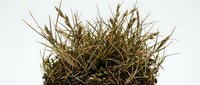 Dried grass and hay isolated on white background, ready for design projects, nature graphics, agricultural themes, and educational materials.