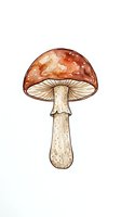 Red toadstool mushroom with white spots isolated on white background, suitable for botanical illustrations, educational materials, and design projects.