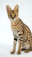 Serval cat sitting on white background with spotted golden fur and large ears isolated for design use.