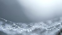 Water droplets on spider web with soft gray background creating delicate morning dew pattern for nature and macro photography concepts.