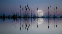 Tranquil lake at twilight with cattail reeds silhouetted against purple sky and full moon reflecting on calm water surface creating peaceful nature scene.
