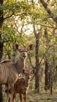 Female kudu antelope with young calf standing in natural woodland habitat with dappled sunlight filtering through green foliage during golden hour safari moment.