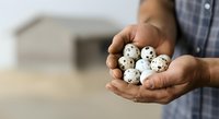 Farmer holding fresh quail eggs in hands outdoors on rural farm, agricultural harvest and poultry production concept.