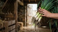Farmer holding freshly harvested green onions with soil-covered roots in rural farm setting, suitable for agricultural and food industry marketing.