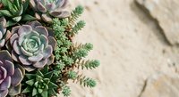 Succulent plants arrangement with purple and green rosettes and small leafy plants on rustic wooden background for home decor and gardening projects.