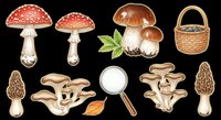 Mushroom and fungi collection isolated on transparent background, ready for clipart, t-shirt design, stickers, print-on-demand products and sublimation projects.