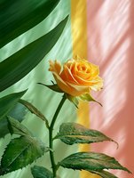 Vibrant yellow rose against pastel background with green leaves and soft light creating colorful shadows, perfect for floral design projects.
