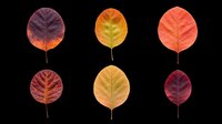 Autumn leaves in various shades of red, orange, and yellow isolated on transparent background. Ready for clipart, t-shirt design, stickers, sublimation, print-on-demand products and digital crafts.