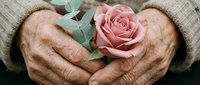 Elderly hands gently holding pink rose with eucalyptus leaves, symbolizing love, care and tenderness in aging, perfect for healthcare and senior concepts.