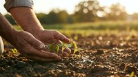 Farmer with hairy arms and hands touching young seedling in fertile soil during golden hour, suitable for agriculture, farming, and sustainability content.