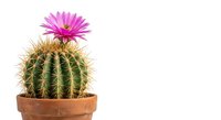 Blooming barrel cactus with vibrant pink flower in terracotta pot isolated on white background for home decor and gardening projects.