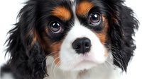 Close up portrait of Cavalier King Charles Spaniel puppy with tricolor coat looking at camera against white background, isolated pet photography.