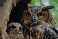 Great horned owl parent with owlet nestled in tree cavity, close-up portrait showing bright orange eyes and protective behavior in natural habitat setting.