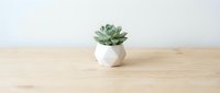 Small green succulent plant in white ceramic pot on wooden table against neutral background for home decor and interior design projects.