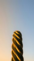 Tall spiral cactus with golden spines against pastel sunset sky creating dramatic desert landscape with warm lighting and soft color gradient background.