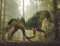 Silhouette of galloping horse filled with autumn forest landscape, misty woodland scene with evergreen trees and golden foliage for nature and wildlife design projects.