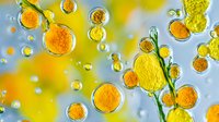 Vibrant yellow and orange spheres with green leaves floating in water droplets against blurred background create magical macro composition for wellness and nature designs.