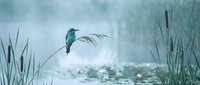 Small turquoise hummingbird hovering over tranquil water surface surrounded by tall green reeds in misty natural wetland habitat for wildlife photography.