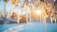 Icicles hanging from tree branches glowing in golden winter sunset light with bokeh effect and snowy landscape background.