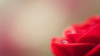 Red rose petals with water droplet on soft blurred background for romantic Valentine's Day greeting cards and love themed designs.