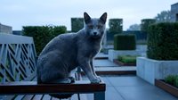 Gray cat sitting on wooden bench in urban rooftop garden setting with modern architecture and green plants in background, suitable for pet, lifestyle and urban design projects.