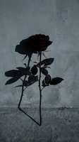 Dark red rose with dramatic shadow against textured concrete wall creating moody atmospheric composition for romantic gothic design projects.