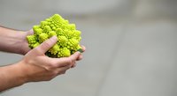 Hands holding fresh romanesco broccoli with vibrant green florets, showcasing organic produce for cooking, nutrition, healthy eating, and food photography.