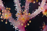 Delicate pink soft coral polyps with tiny yellow tentacles and translucent bubbles against dark background, macro underwater photography showing marine life detail.