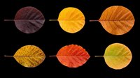 Autumn leaves in various stages of color transition from dark burgundy to yellow and orange, isolated on transparent background. Ready for clipart, t-shirt design, stickers, print-on-demand products, and sublimation projects.