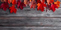 Vibrant red maple leaves arranged along top edge of rustic wooden planks, creating autumn border for seasonal designs and harvest themes.
