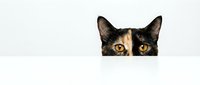 Curious tortoiseshell cat peeking over white surface with bright orange eyes and alert ears against clean background for pet and animal designs.