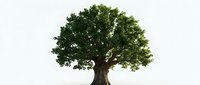 Large green oak tree with full canopy isolated on white background for environmental design projects and nature concepts.