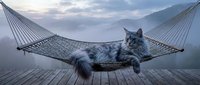 Fluffy gray long-haired cat relaxing in a hammock on a wooden deck with misty mountain landscape at dusk.