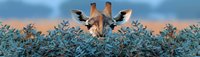 Curious giraffe peering over green leafy bushes against dramatic sunset sky in panoramic wildlife composition. African safari nature photography.