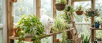 White cat sitting among lush green houseplants in bright sunroom with wooden shelves and hanging planters creating cozy indoor garden atmosphere.