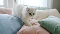 White fluffy cat resting on colorful pillows and cushions on bed, looking at camera with alert expression in bright bedroom interior.
