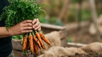 Farmer holding fresh harvested carrots with green tops in vegetable garden, organic produce farming and sustainable agriculture concept.