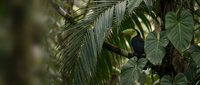 Vibrant yellow toucan perched among lush tropical palm fronds and green foliage in dense rainforest canopy creating exotic wildlife scene.