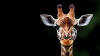 Close up portrait of young giraffe face with dark background showing detailed features, long eyelashes, distinctive pattern, and expressive eyes. For wildlife and nature designs.
