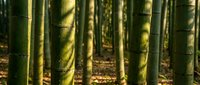 Dense bamboo forest with tall green stalks creating natural patterns and shadows in serene woodland environment for zen meditation backgrounds.
