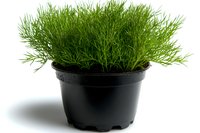 Fresh green dill herb growing in black plastic pot isolated on white background, aromatic culinary plant for cooking and garnishing food.
