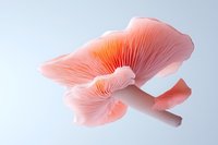 Delicate pink oyster mushroom with ribbed gills and soft texture against clean white background, showcasing natural organic form for culinary or botanical content.