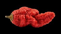 Dried red hot chili pepper isolated on transparent background, ready for T-shirt design, stickers, clipart, print on demand, and sublimation projects.