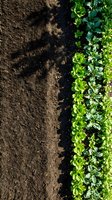 Overhead view of garden bed with young seedlings growing in organized rows next to bare soil, showing agricultural planting and crop cultivation for farming and gardening projects.